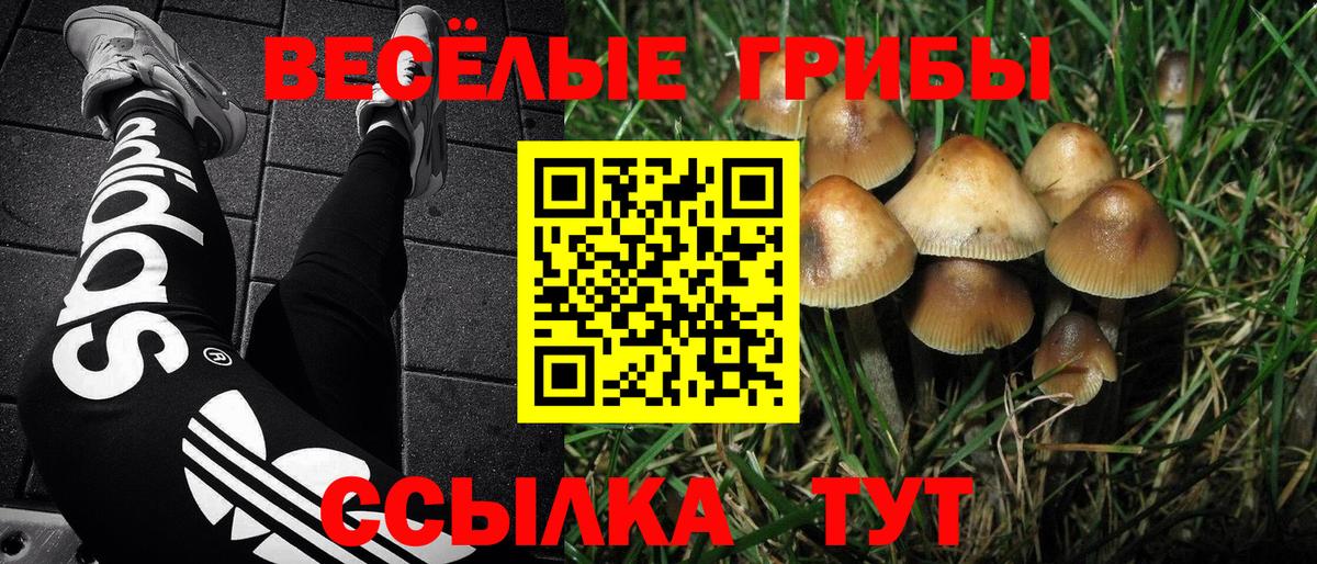 Псилоцибиновые грибы прущие грибы Бердск